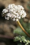 Canby's Desert Parsley blossoms detail