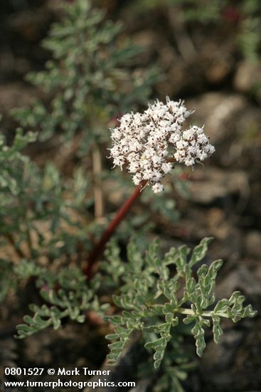 Lomatium canbyi