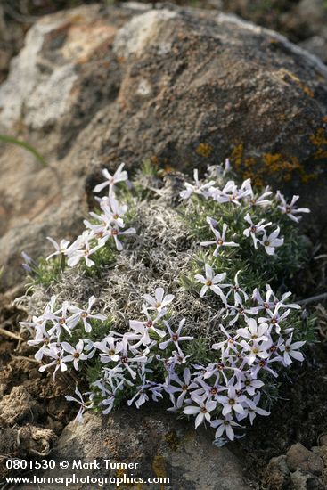 Phlox hoodii