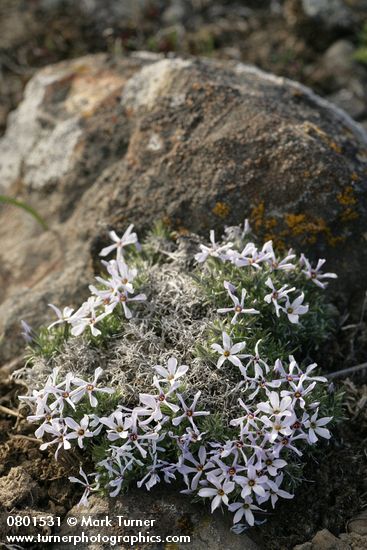 Phlox hoodii