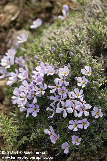 Phlox hoodii