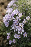 Hood's Phlox blossoms