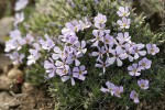 Hood's Phlox