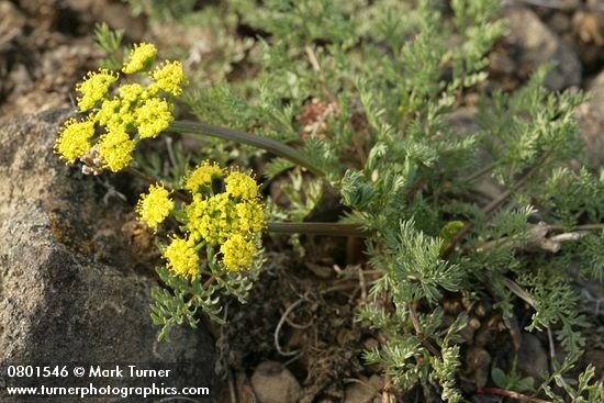 Lomatium quintuplex