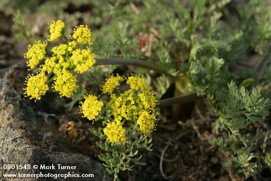 Lomatium quintuplex