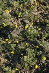 Umtanum Desert Parsley habitat on lithosol