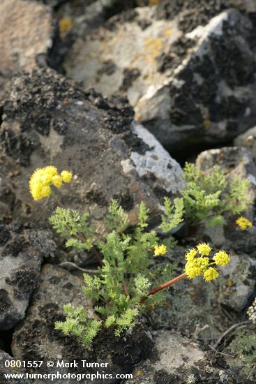 Lomatium quintuplex