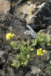 Umtanum Desert Parsley among lichen crusted rocks