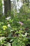 Pink Fawn Lily & Oregon Fawn Lily woodland habitat view w/ Bleeding Heart & Vanilla Leaf foliage