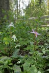 Pink Fawn Lily & Oregon Fawn Lily woodland habitat view w/ Bleeding Heart & Vanilla Leaf foliage