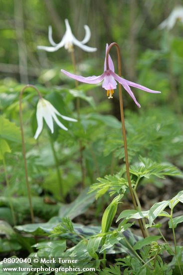 Erythronium revolutum