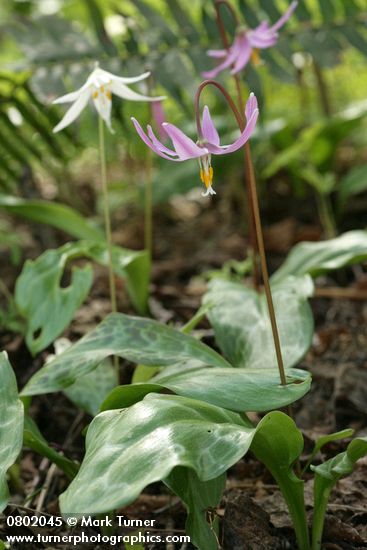 Erythronium revolutum