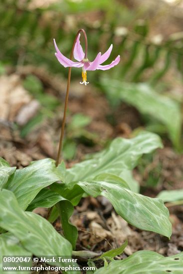 Erythronium revolutum