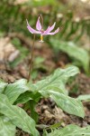 Pink Fawn Lily