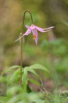 Pink Fawn Lily