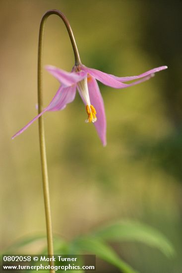 Erythronium revolutum