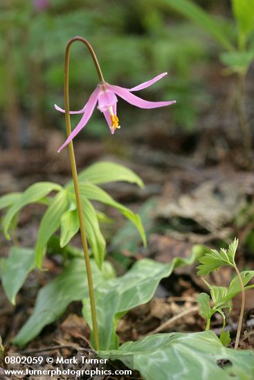 Erythronium revolutum