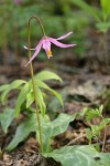 Pink Fawn Lily