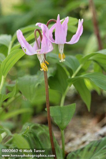 Erythronium revolutum