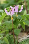 Pink Fawn Lily blossoms