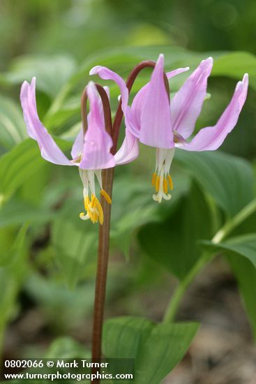 Erythronium revolutum