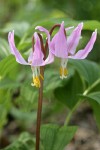 Pink Fawn Lily blossoms detail