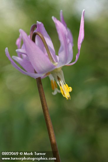 Erythronium revolutum