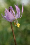 Pink Fawn Lily blossom detail