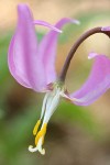 Pink Fawn Lily blossom extreme detail