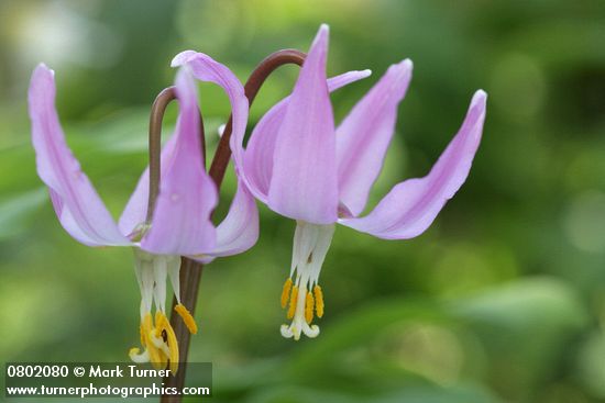 Erythronium revolutum