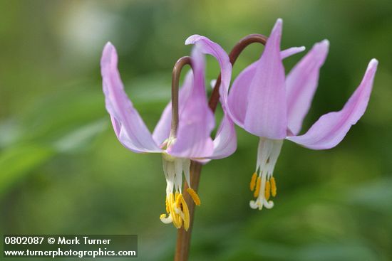 Erythronium revolutum