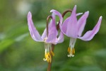 Pink Fawn Lily blossoms