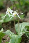 Oregon Fawn Lilies