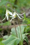 Oregon Fawn Lilies