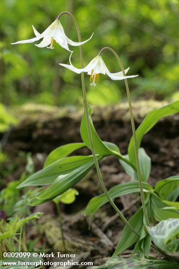 Erythronium oregonum