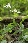 Oregon Fawn Lilies