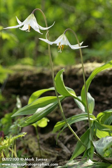 Erythronium oregonum