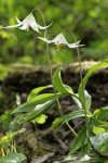 Oregon Fawn Lilies, backlit