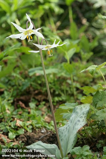 Erythronium oregonum