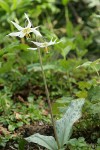 Oregon Fawn Lily w/ two blossoms