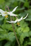 Oregon Fawn Lily blossoms