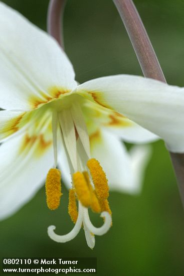 Erythronium oregonum