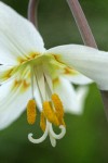 Oregon Fawn Lily blossom extreme detail