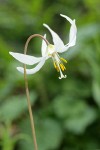 Oregon Fawn Lily blossom