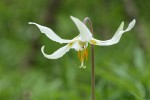 Oregon Fawn Lily blossom