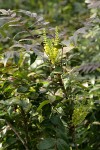 Dwarf (Dull) Oregon-grape blossoms & foliage