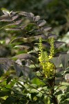 Dwarf (Dull) Oregon-grape blossoms & foliage