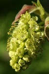 Bigleaf Maple blossoms detail