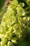 Bigleaf Maple blossoms extreme detail