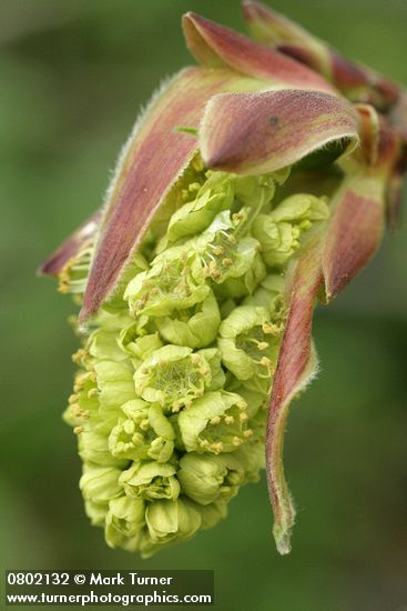 Acer macrophyllum